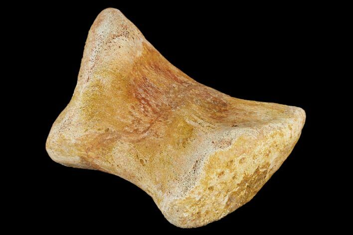 Fossil Mosasaur Metatarsal - Morocco #116863
